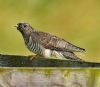 Cuckoo at Bowers Marsh (RSPB) (Graham Oakes) (57425 bytes) Cuckoo at Bowers Marsh (RSPB) (Graham Oakes) (57425 bytes)