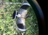 Hoopoe at Wakering Stairs (Matt Bruty) (75039 bytes)