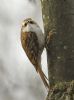 Treecreeper at Thundersley Glen (Graham Oakes) (64839 bytes)