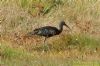 Glossy Ibis at Wat Tyler Country Park (Richard Howard) (149563 bytes)