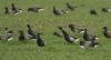 Black Brant at Wallasea Island (RSPB) (Steve Arlow) (56211 bytes) Black Brant at Wallasea Island (RSPB) (Steve Arlow) (56211 bytes)