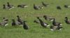 Black Brant at Wallasea Island (RSPB) (Steve Arlow) (56211 bytes)