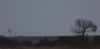 Rough-legged Buzzard at Wallasea Island (RSPB) (Jeff Delve) (17796 bytes) Rough-legged Buzzard at Wallasea Island (RSPB) (Jeff Delve) (17796 bytes)