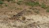 Stone Curlew at Lower Raypits (Steve Arlow) (81141 bytes) Stone Curlew at Lower Raypits (Steve Arlow) (81141 bytes)