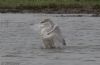 Whooper Swan at Bowers Marsh (RSPB) (Jeff Delve) (46656 bytes) Whooper Swan at Bowers Marsh (RSPB) (Jeff Delve) (46656 bytes)