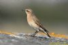 Wheatear at Canvey Wick (Richard Howard) (50737 bytes)