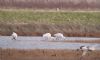 Spoonbill at Wallasea Island (RSPB) (Paul Baker) (55584 bytes)