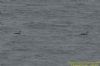 Red-throated Diver at Canvey Seafront (Richard Howard) (58844 bytes)