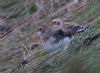 Snow Bunting at Wallasea Island (RSPB) (Jeff Delve) (89960 bytes)