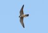 Hobby at West Canvey Marsh (RSPB) (Steve Arlow) (80575 bytes) Hobby at West Canvey Marsh (RSPB) (Steve Arlow) (80575 bytes)
