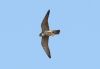 Hobby at West Canvey Marsh (RSPB) (Steve Arlow) (80575 bytes)