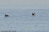 Velvet Scoter at Barling Marsh (Jeff Delve) (55627 bytes) Velvet Scoter at Barling Marsh (Jeff Delve) (55627 bytes)