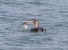 White-billed Diver at Southend Pier (Vince Kinsler) (72698 bytes)