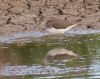 Green Sandpiper at Lower Raypits (Jeff Delve) (102016 bytes)