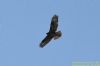 Buzzard at Paglesham Lagoon (Richard Howard) (33922 bytes)