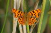 Comma at Bowers Marsh (RSPB) (Richard Howard) (56373 bytes)