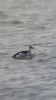 Black Guillemot at Gunners Park (Neil Chambers) (39481 bytes)