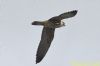 Hobby at Bowers Marsh (RSPB) (Richard Howard) (40144 bytes)