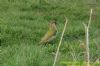 Green Woodpecker at Southchurch Park East (Richard Howard) (148107 bytes)