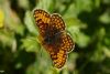 Heath Fritillary at Leigh on Sea (Steve Arlow) (115132 bytes)