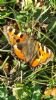 Small Tortoiseshell at South Fambridge (Paul Baker) (96038 bytes)