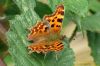 Comma at Two Tree Island (West) (Richard Howard) (116901 bytes)