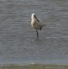 Spoonbill at Wallasea Island (RSPB) (Jeff Delve) (86544 bytes)