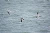 Sabine's Gull at Canvey Point (Bob Young) (65631 bytes)