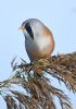 Bearded Tit at Bowers Marsh (RSPB) (Graham Oakes) (86446 bytes)