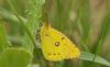 Clouded Yellow at Wallasea Island (RSPB) (Steve Arlow) (41232 bytes)