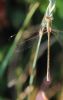 Southern Emerald Damselfly at Canvey Way (Tim Bourne) (37626 bytes) Southern Emerald Damselfly at Canvey Way (Tim Bourne) (37626 bytes)