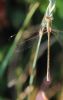 Southern Emerald Damselfly at Canvey Way (Tim Bourne) (37626 bytes)