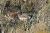 Wigeon at Wat Tyler Country Park (Richard Howard) (142897 bytes)