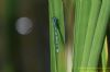 Azure Damselfly at Bowers Marsh (RSPB) (Richard Howard) (39154 bytes)