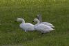 Bewick's Swan at Wallasea Island (RSPB) (Jeff Delve) (72692 bytes) Bewick's Swan at Wallasea Island (RSPB) (Jeff Delve) (72692 bytes)