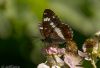 White Admiral at Hockley Woods (Jeff Delve) (48728 bytes)