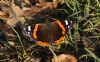 Red Admiral at Stambridge Mills (Steve Arlow) (93086 bytes)