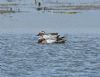 Garganey at Bowers Marsh (RSPB) (Graham Oakes) (78913 bytes)