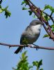 Lesser Whitethroat at Canvey Wick (Graham Oakes) (199234 bytes)