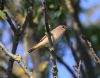 Redstart at Shoebury East Beach (Vince Kinsler) (58285 bytes)