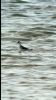 Red-necked Phalarope at Bowers Marsh (RSPB) (Neil Chambers) (67120 bytes)