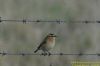 Whinchat at Bowers Marsh (RSPB) (Richard Howard) (50453 bytes)