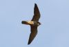 Hobby at Paglesham Lagoon (Steve Arlow) (64624 bytes)