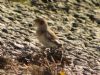 Snow Bunting at Two Tree Island (Graham Ryland) (140629 bytes)