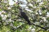 Cuckoo at Two Tree Island (West) (Richard Howard) (145839 bytes)