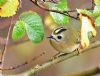 Goldcrest at Bowers Marsh (RSPB) (Graham Oakes) (90966 bytes)