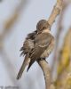 Spotted Flycatcher at Gunners Park (Jeff Delve) (48978 bytes)