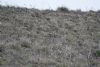 Shore Lark at Wallasea Island (RSPB) (Jeff Delve) (92190 bytes)