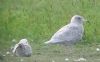 Larus sp. at Bowers Marsh (RSPB) (Paul Griggs) (50988 bytes)