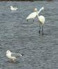 Great White Egret at Hullbridge (Steve Arlow) (101675 bytes) Great White Egret at Hullbridge (Steve Arlow) (101675 bytes)